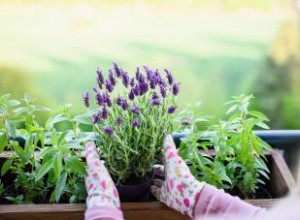 Cómo convertirse en un maestro jardinero:todo lo que necesita saber