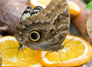 Qué comen las mariposas