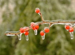 Protección de plantas de invierno