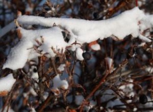 Plantas perennes para el invierno