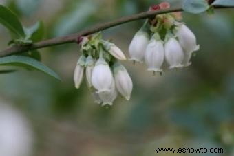 Instrucciones para plantar arbustos de arándanos