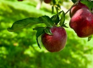 Catálogos de árboles frutales