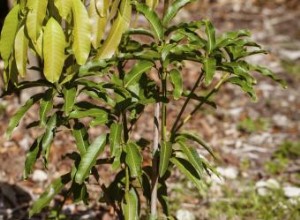 Injertar árboles frutales paso a paso