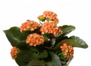 Kalanchoe