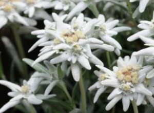 Edelweiss