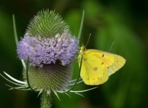 Métodos de control e identificación de plantas de cardencha