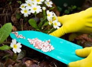 Cuándo fertilizar sus jardines de flores y vegetales