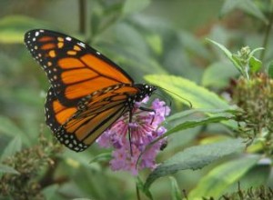 Plan de jardín de mariposas 