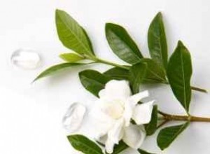 Gardenia resistente al frío 