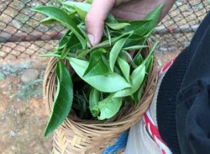 Cultivar té en tu jardín 