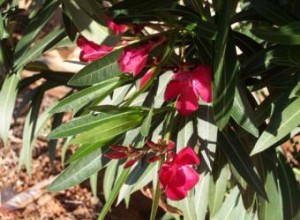 Plantas de adelfas