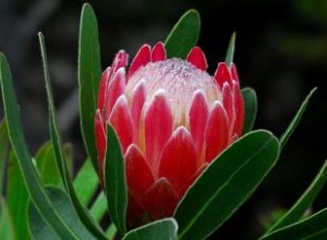 Flores de protea