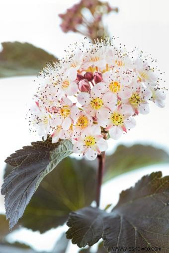 Arbustos con flores de verano