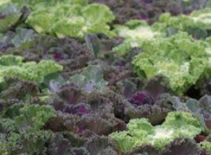 8 verduras resistentes a las heladas