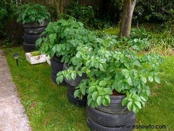 Cultivar patatas en neumáticos