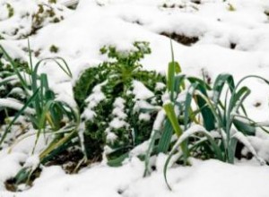 Buenas verduras de invierno para Georgia