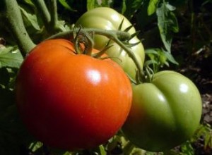 Cultivo de tomates Heirloom