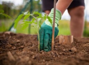 Cómo plantar tomates para obtener mejores resultados