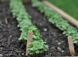 Consejos para plantar un huerto 