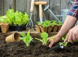 Tipos de lechuga y sus condiciones ideales de cultivo 