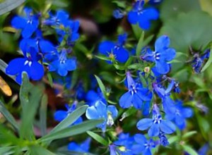 Lobelia