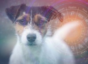 Horóscopos para perros:la personalidad de tu cachorro, según las estrellas