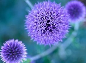 Flores perennes de azul a púrpura