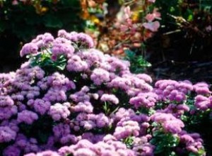 Ageratum, flor de seda 