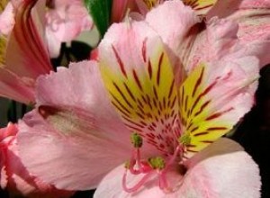 Alstroemeria, lirio del Perú