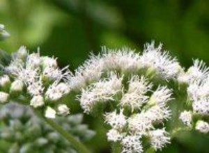 Ageratum resistente, flor de niebla