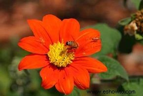 Tithonia, Girasol Mexicano 