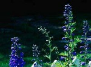 Delphinium, Larkspur