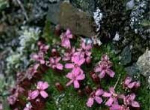 Moss Campion