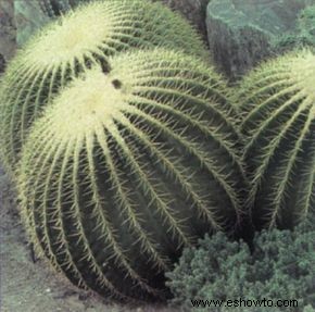 Cactus Barril Dorado 