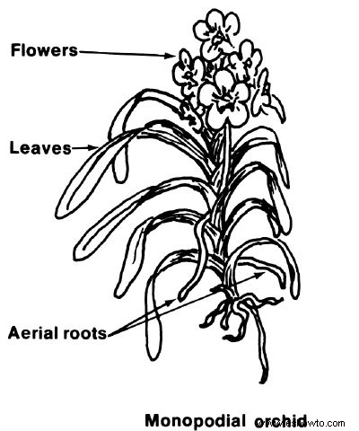 Cultivo de orquídeas