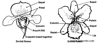 Cultivo de orquídeas