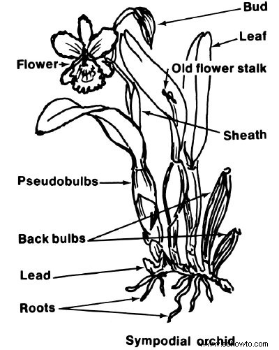 Cultivo de orquídeas