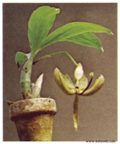 Cultivo de orquídeas