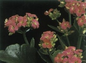 Calanchoe navideño