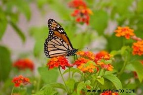 Cómo funcionan los jardines de mariposas