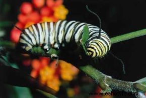 Cómo funcionan los jardines de mariposas