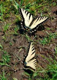 Cómo funcionan los jardines de mariposas