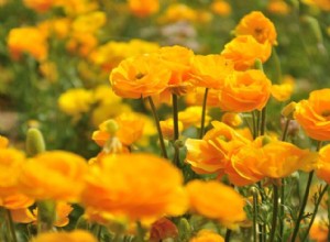 Ranunculus es una belleza tóxica con un nombre extraño 