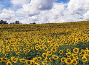 Los Girasoles Realmente Siguen al Sol y Otros 9 Datos Deslumbrantes 