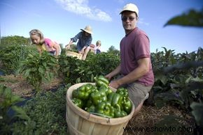 ¿Es mejor comprar comida local u orgánica? 