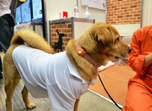 Tecnología portátil para mascotas:una forma completamente nueva de llamar a tu perro 