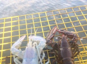 Pescador atrapa una rara langosta iridiscente que en realidad es bastante hermosa 