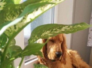 Plantas de interior comunes que son tóxicas para sus mascotas 