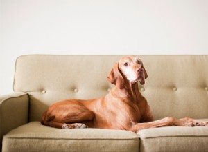 10 consejos de decoración del hogar para tener en cuenta si tienes una mascota 