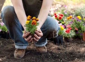 6 plantas que debes tener en tu jardín para protegerte de los molestos mosquitos 